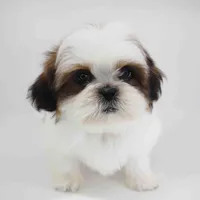 Luna, a female Shih Tzu for sale in Los Angeles, CA – Photo 1 of 5