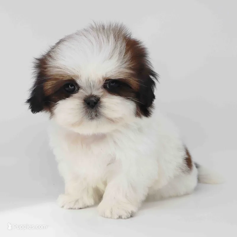 Imperial Shih-tzu Cona – Shih Tzu puppy for sale in Los Angeles, CA