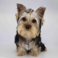 JAMIE, a male Yorkshire Terrier for sale in Los Angeles, CA – Photo 4 of 4