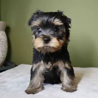 Marlo, a male Yorkshire Terrier for sale in Los Angeles, CA – 4 of 5