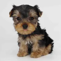 Clover, a male Yorkshire Terrier for sale in Los Angeles, CA – 5 of 5