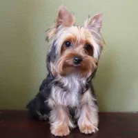 Juno, a male Yorkshire Terrier for sale in Los Angeles, CA – 3 of 5