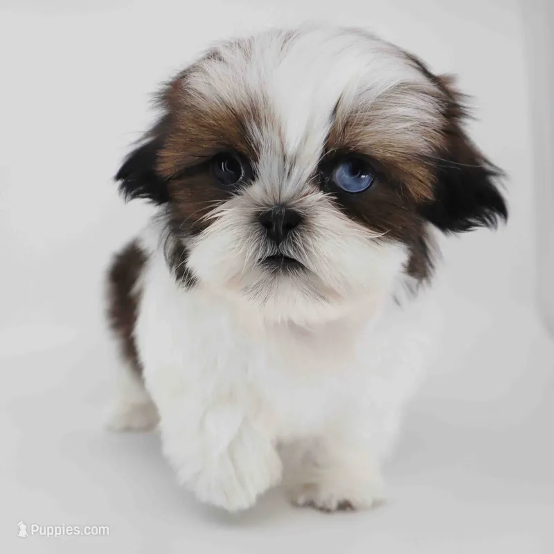 Imperial Shih-tzu Dolly – Shih Tzu puppy for sale in Los Angeles, CA