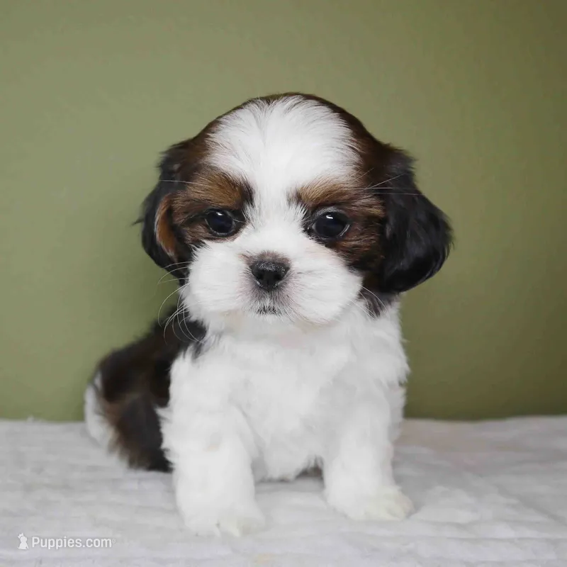 Cove – Shih Tzu puppy for sale in Los Angeles, CA