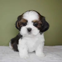 Cove, a female Shih Tzu for sale in Los Angeles, CA – 1 of 6