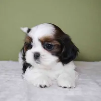 Cove, a female Shih Tzu for sale in Los Angeles, CA – 6 of 6