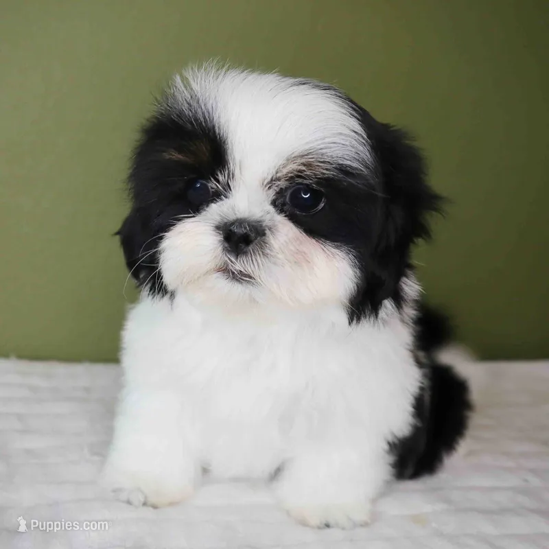 Oreo – Shih Tzu puppy for sale in Los Angeles, CA