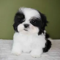 Oreo, a female Shih Tzu for sale in Los Angeles, CA – 1 of 5