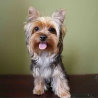 Juno, a male Yorkshire Terrier for sale in Los Angeles, CA – 4 of 5