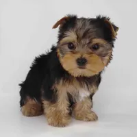 Jamie, a male Yorkshire Terrier for sale in Los Angeles, CA – Photo 3 of 6