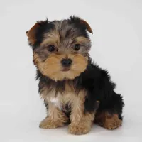 Jamie, a male Yorkshire Terrier for sale in Los Angeles, CA – Photo 4 of 6