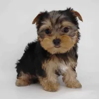 Jamie, a male Yorkshire Terrier for sale in Los Angeles, CA – Photo 2 of 6