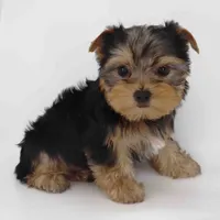 Jamie, a male Yorkshire Terrier for sale in Los Angeles, CA – Photo 6 of 6