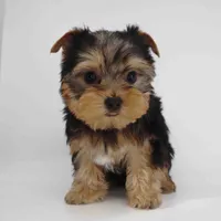 Jamie, a male Yorkshire Terrier for sale in Los Angeles, CA – Photo 1 of 6