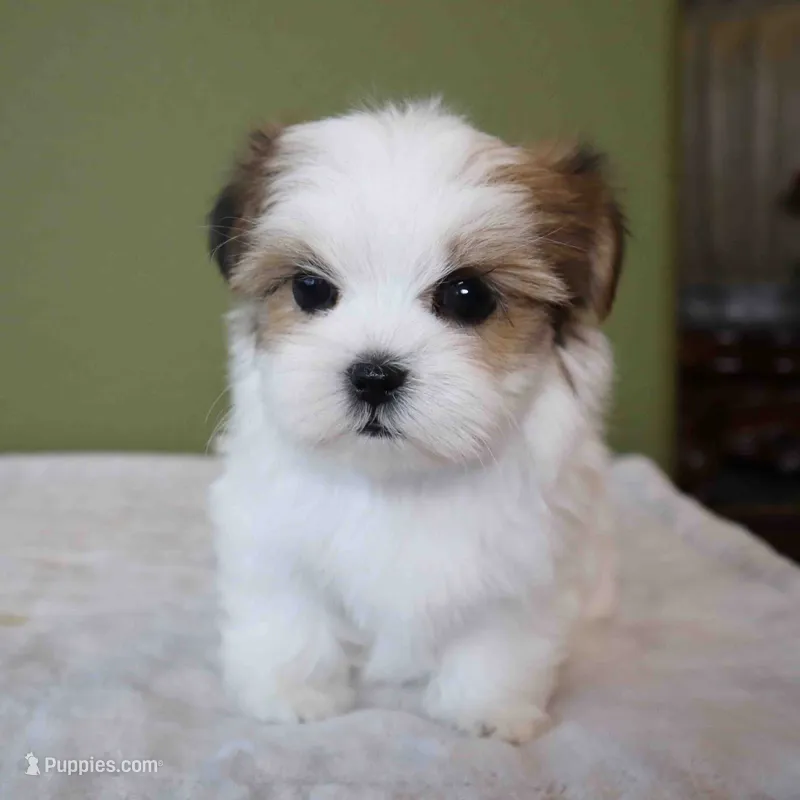 Bombi – Mal Shi puppy for sale in Los Angeles, CA