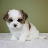Lumi, a female Shih Tzu and Mal Shi for sale in Los Angeles, CA – 2 of 6