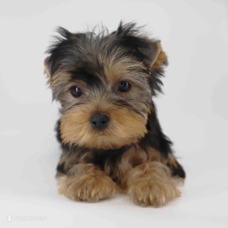 ZIMA – Yorkshire Terrier puppy for sale in Los Angeles, CA