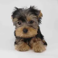 ZIMA, a female Yorkshire Terrier for sale in Los Angeles, CA – Photo 1 of 5