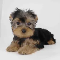 ZIMA, a female Yorkshire Terrier for sale in Los Angeles, CA – Photo 5 of 5