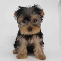 ZIMA, a female Yorkshire Terrier for sale in Los Angeles, CA – Photo 3 of 5