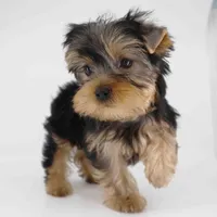 ZIMA, a female Yorkshire Terrier for sale in Los Angeles, CA – Photo 2 of 5