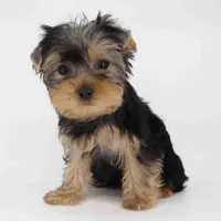 ZIMA, a female Yorkshire Terrier for sale in Los Angeles, CA – Photo 4 of 5