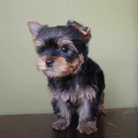 Sol, a male Yorkshire Terrier for sale in Los Angeles, CA – 5 of 5