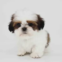 Teddy, a male Shih Tzu for sale in Los Angeles, CA – 4 of 5