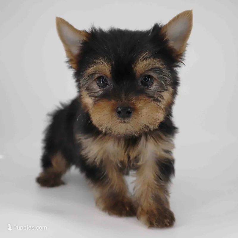 Toby – Yorkshire Terrier puppy for sale in Los Angeles, CA