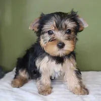 Peridot , a female Yorkshire Terrier for sale in Los Angeles, CA – 2 of 4