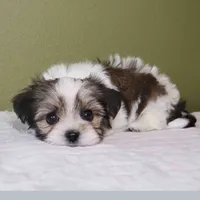 Enzo, a male Shih Tzu and Mal Shi for sale in Los Angeles, CA – 4 of 7