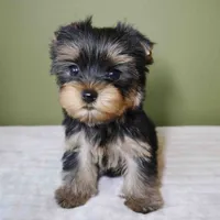 Bowie, a male Yorkshire Terrier for sale in Los Angeles, CA – 2 of 5