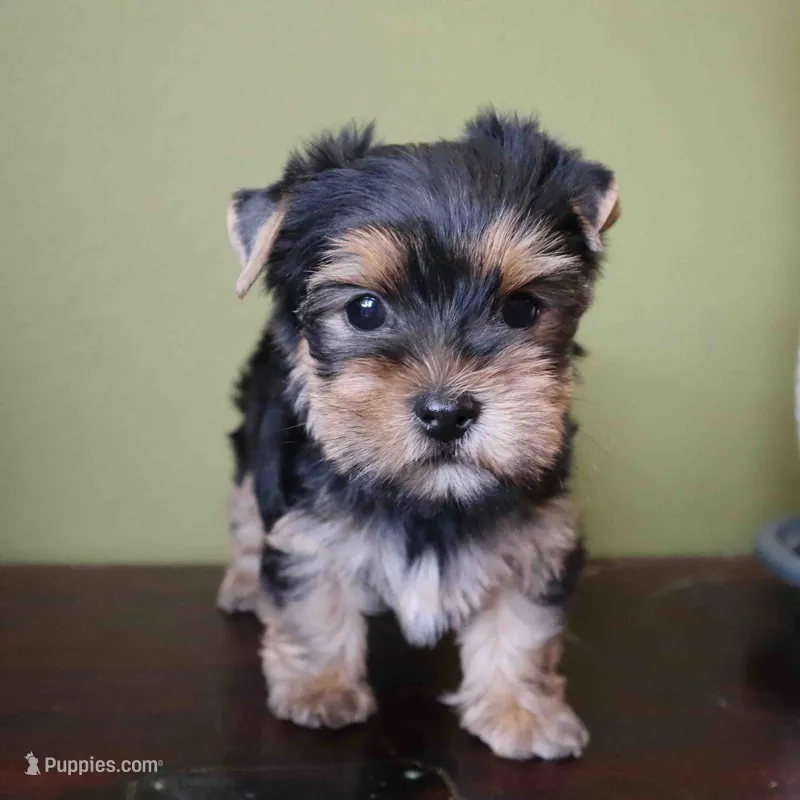 Sunny – Yorkshire Terrier puppy for sale in Los Angeles, CA