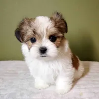 Miso, a male Shih Tzu and Mal Shi for sale in Los Angeles, CA – 3 of 6