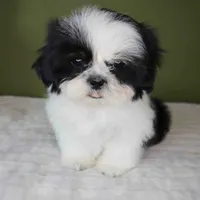 Oreo, a female Shih Tzu for sale in Los Angeles, CA – 3 of 5
