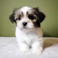 Enzo, a male Shih Tzu and Mal Shi for sale in Los Angeles, CA – 6 of 7