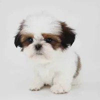 Teddy, a male Shih Tzu for sale in Los Angeles, CA – 2 of 5