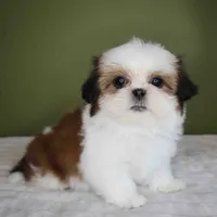 Cherry, a female Shih Tzu for sale in Los Angeles, CA – 2 of 5