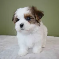 Lumi, a female Shih Tzu and Mal Shi for sale in Los Angeles, CA – 5 of 6