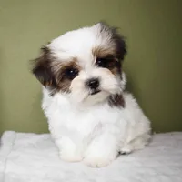 Mochi, a female Maltese and Mal Shi for sale in Los Angeles, CA – 6 of 6