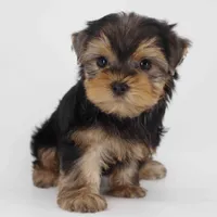 Chestnut, a male Yorkshire Terrier for sale in Los Angeles, CA – Photo 2 of 5