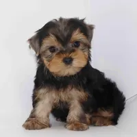 Chestnut, a male Yorkshire Terrier for sale in Los Angeles, CA – Photo 3 of 5
