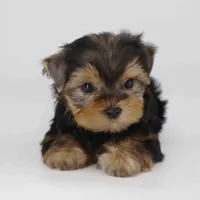 Chestnut, a male Yorkshire Terrier for sale in Los Angeles, CA – Photo 4 of 5