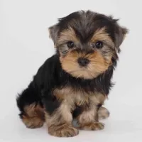 Chestnut, a male Yorkshire Terrier for sale in Los Angeles, CA – Photo 1 of 5