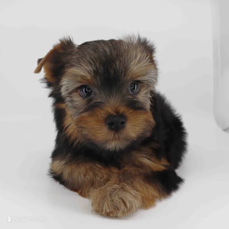 Mochi – Yorkshire Terrier puppy for sale in Los Angeles, CA