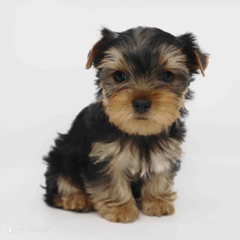 Clover – Yorkshire Terrier puppy for sale in Los Angeles, CA