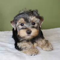 August, a male Yorkshire Terrier for sale in Los Angeles, CA – 4 of 5