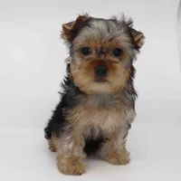 Ember, a female Yorkshire Terrier for sale in Los Angeles, CA – Photo 4 of 5