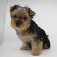 Ember, a female Yorkshire Terrier for sale in Los Angeles, CA – Photo 1 of 5