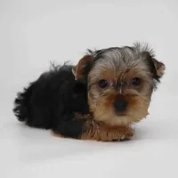 Ember, a female Yorkshire Terrier for sale in Los Angeles, CA – Photo 5 of 5